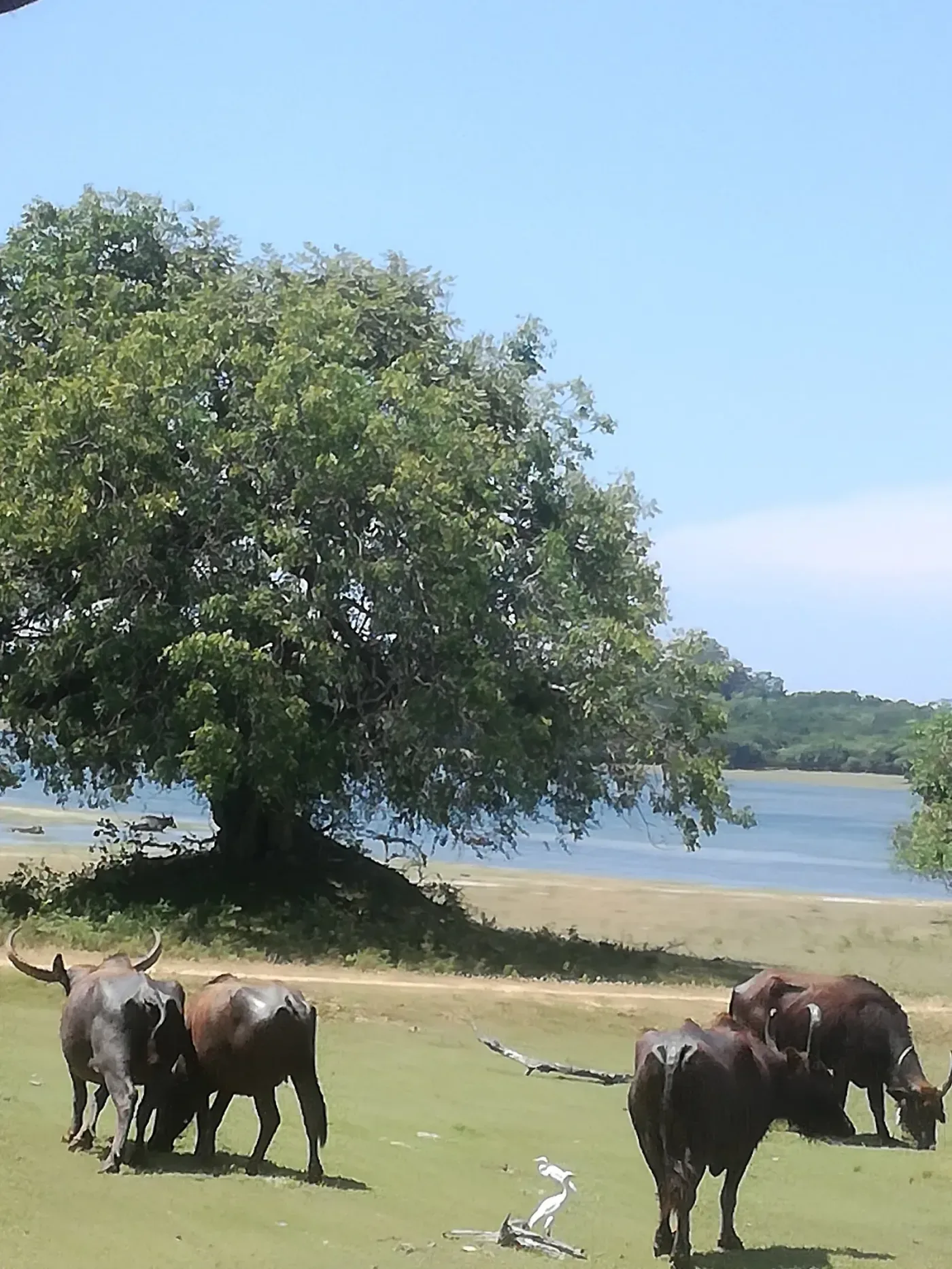 Wilpattu National Park landscape