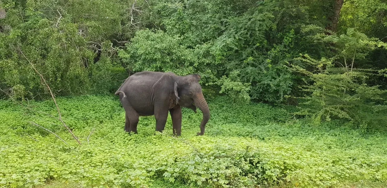 Asian elephant in Yala National Park